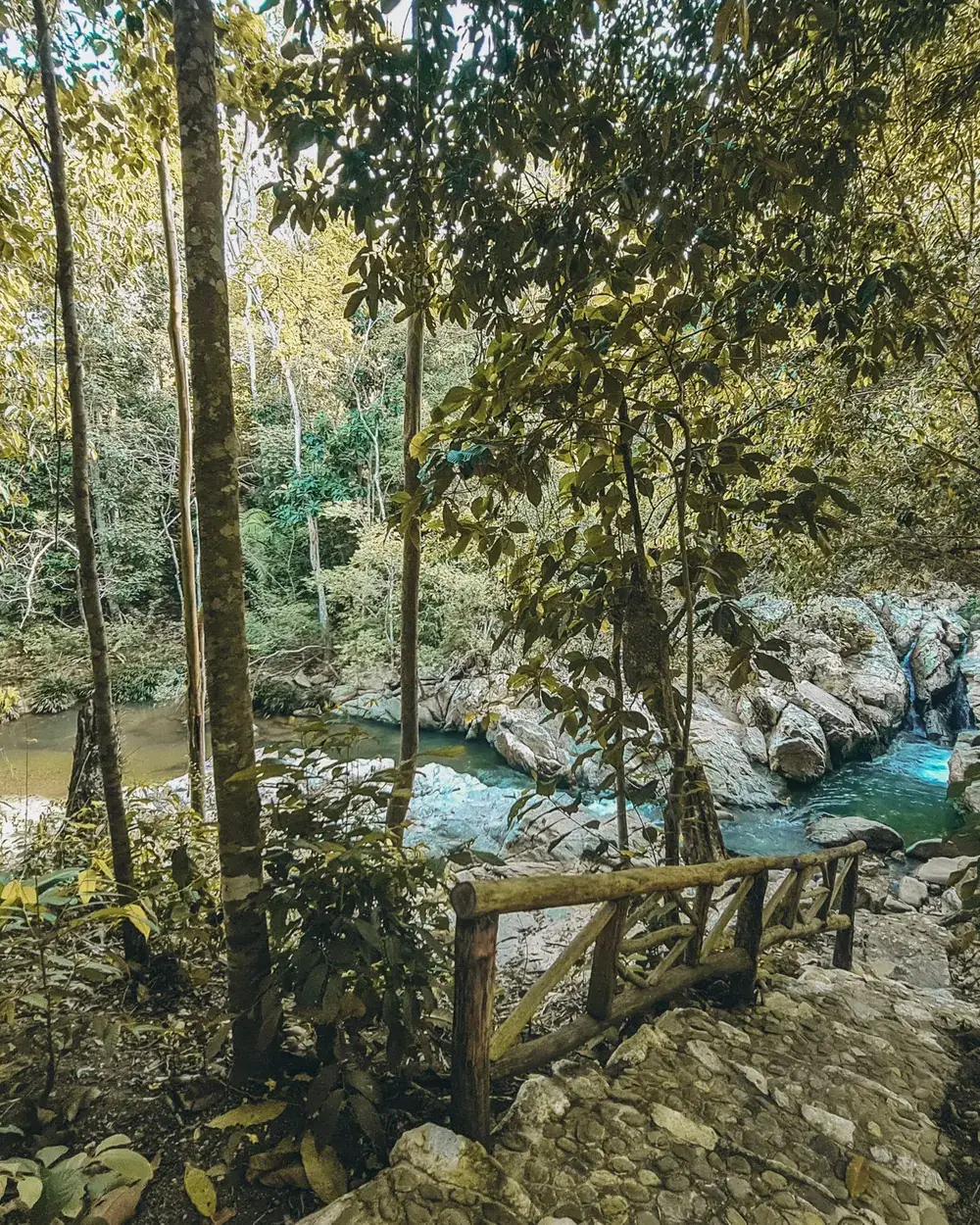 Forest and river on the EntreAguas land