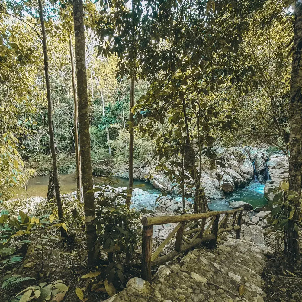 Forest trail by the river