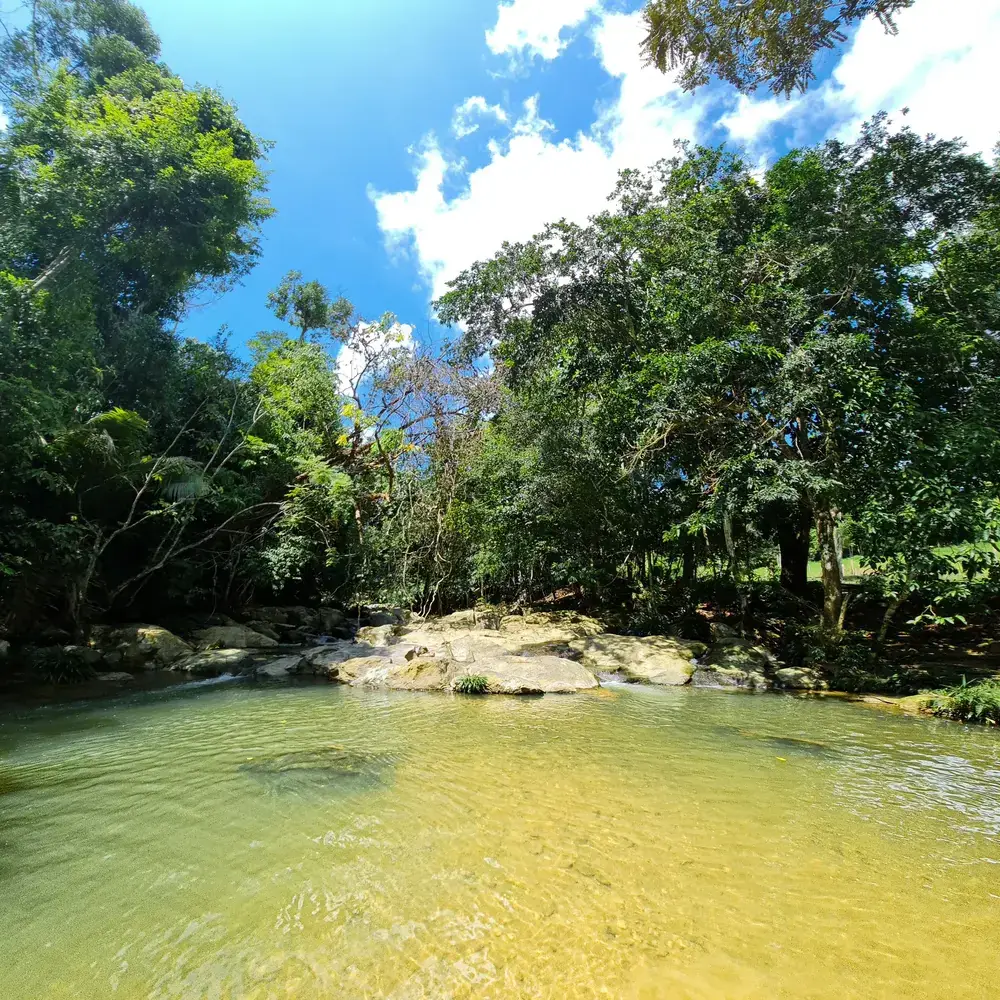 River pool in the forest